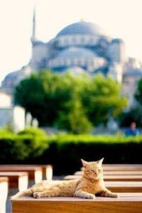 istanbul-cats
