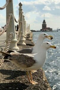 maiden-tower-istanbul-1